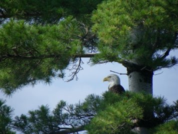 Eagle in Tree